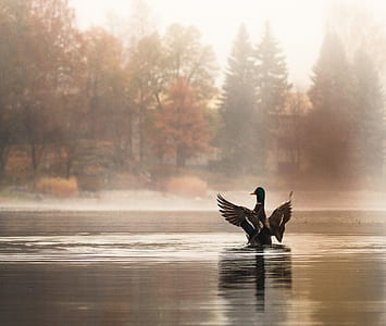 mallard duck on body of water thumbnail