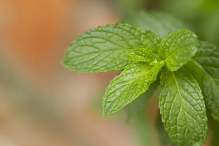 selective-focus photography of green leafed plant thumbnail