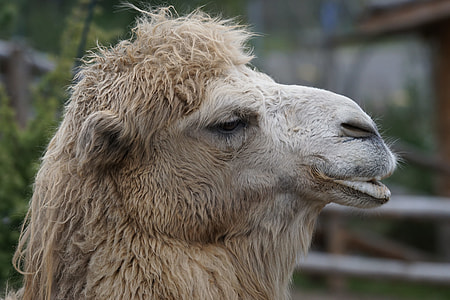brown camel close-up photo during daytime thumbnail