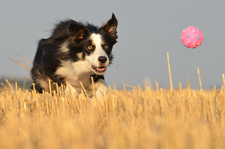 adult black border collie thumbnail
