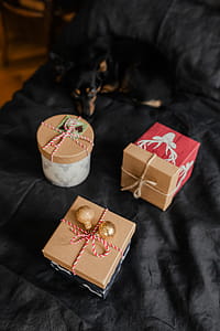 Christmas gifts for a cute little dog thumbnail