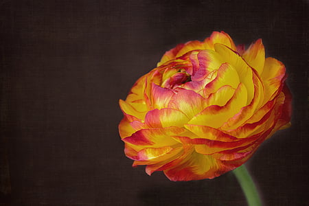 yellow and red ranunculus flower closeup photograpohy thumbnail