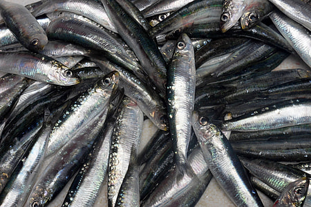 fish lot thumbnail
