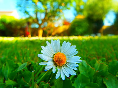 landscape, nature, sunny, field thumbnail