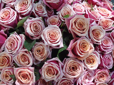 close-up photography of pink roses thumbnail