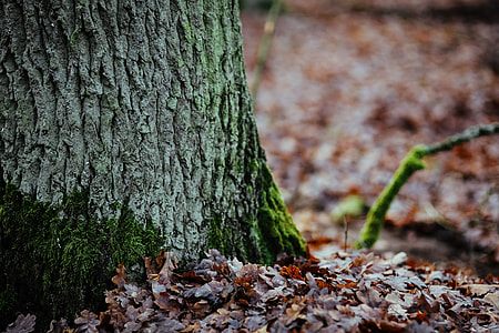 A walk in an autumn forest thumbnail
