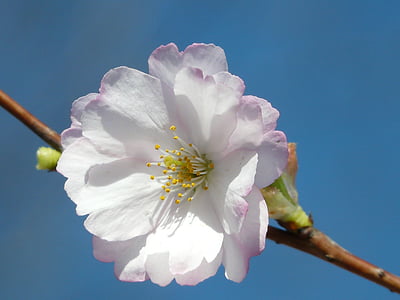close-up photo of bloomed white petaled lfower thumbnail