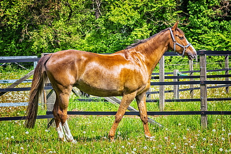 brown horse thumbnail