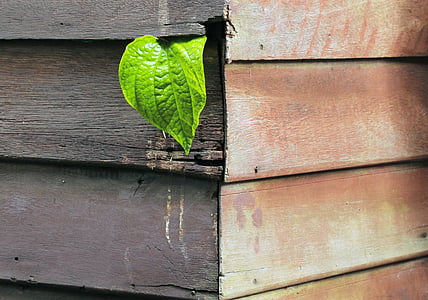 green leaf plant on brown wood wall thumbnail
