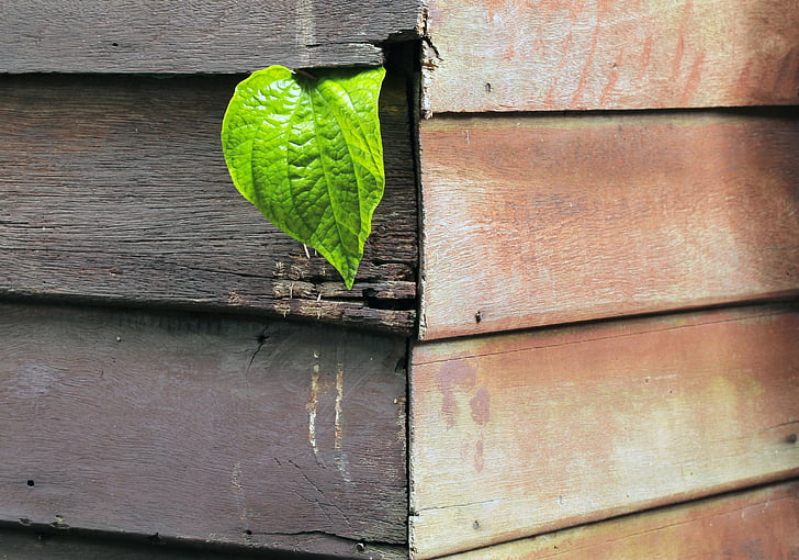 green leaf plant on brown wood wall