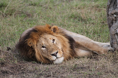 lion lying down thumbnail