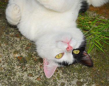 white cat lying on floor thumbnail