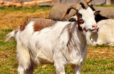 white and brown goat thumbnail