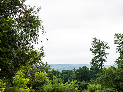 green trees thumbnail