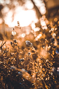 selective focus and boke photography of flowers thumbnail