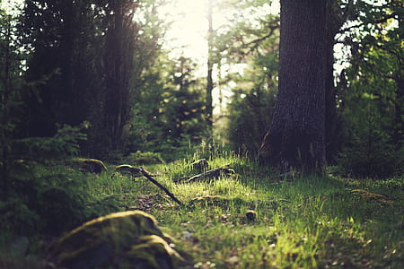 green grasses and trees during daytime thumbnail