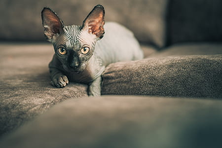 gray Sphinx cat lying on beige pad thumbnail