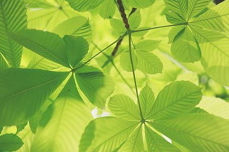 low angle photo of green leaf plant thumbnail