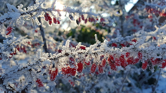red fruits with white flowers thumbnail
