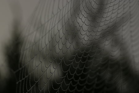 closeup photography of cobwebs thumbnail
