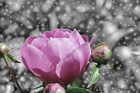 selective focus photo of pink rose flower thumbnail