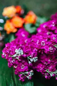 Colorful Exotic Flowers and Greenery thumbnail