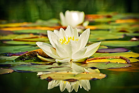 waterlily flower near lily pods on body of water thumbnail