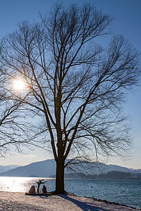 leafless tree near body of water during daytime thumbnail