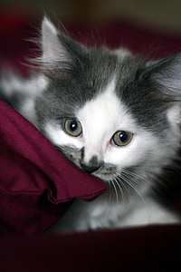 white and black kitten thumbnail