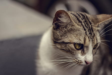 macro photography of gray tabby cat thumbnail