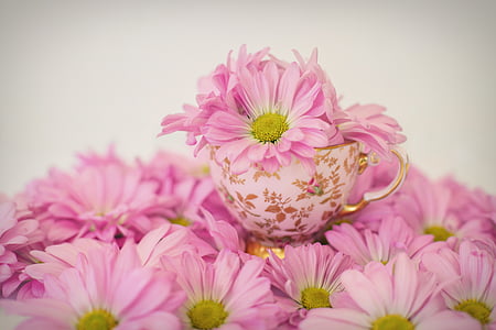 white-and-pink daisy flowers thumbnail