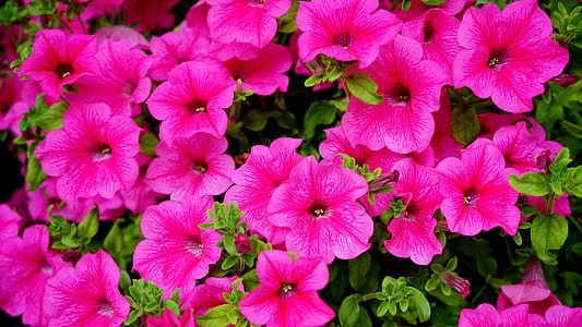 nature, flowers, garden, petals thumbnail