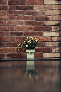 White Aster Flower in a Vase thumbnail