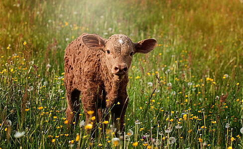 brown cattle on green plants thumbnail