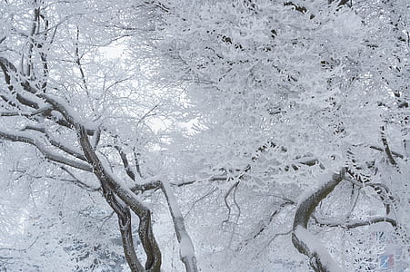 tree covered by snow thumbnail