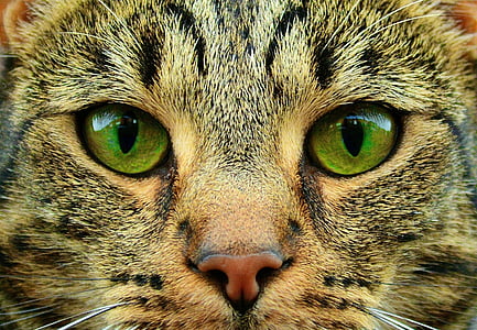 closeup photography of gray tabby cat thumbnail