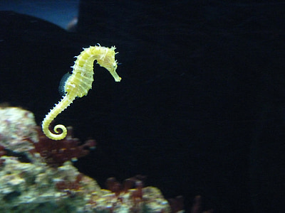 closeup photo of yellow seahorse thumbnail