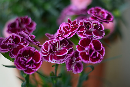 selective focus of purple-and-maroon flowers thumbnail
