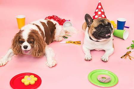adult orange and white Cavalier King Charles spaniel beside adult tan and white French bulldog prone lying on floor beside solo cups thumbnail