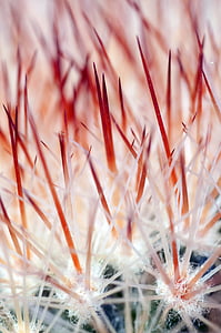 cactus, colic, flower, macro thumbnail