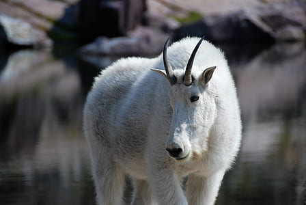 animal standing outdoors thumbnail