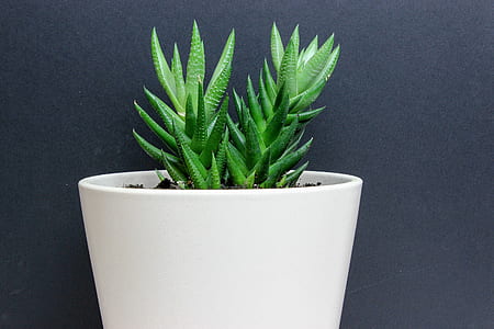 green snake plant and white pot thumbnail