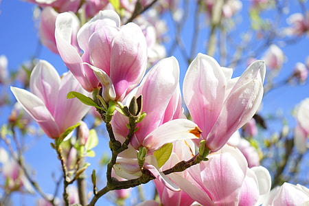 close-up photo of white and pink petaled flowers thumbnail