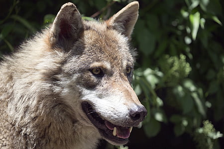 close-up photo of brown and white wolf thumbnail