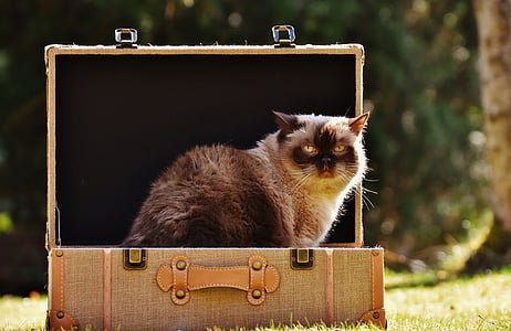mainecon cat on luggage thumbnail