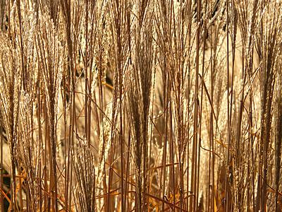 Miscanthus, Miscanthus Sinensis thumbnail