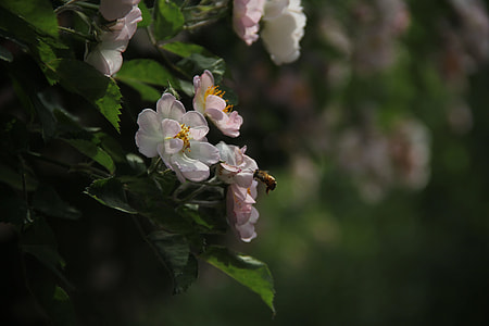Dough Rose, The Original Film thumbnail