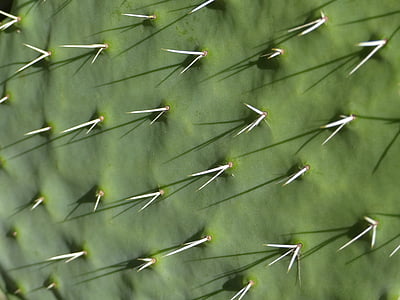 green cactus thumbnail