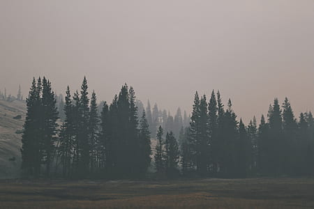 green trees near mountain thumbnail