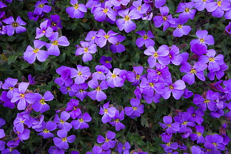 photography of purple petaled flowers thumbnail